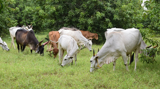 Is your golden ghee truly from Desi cows?